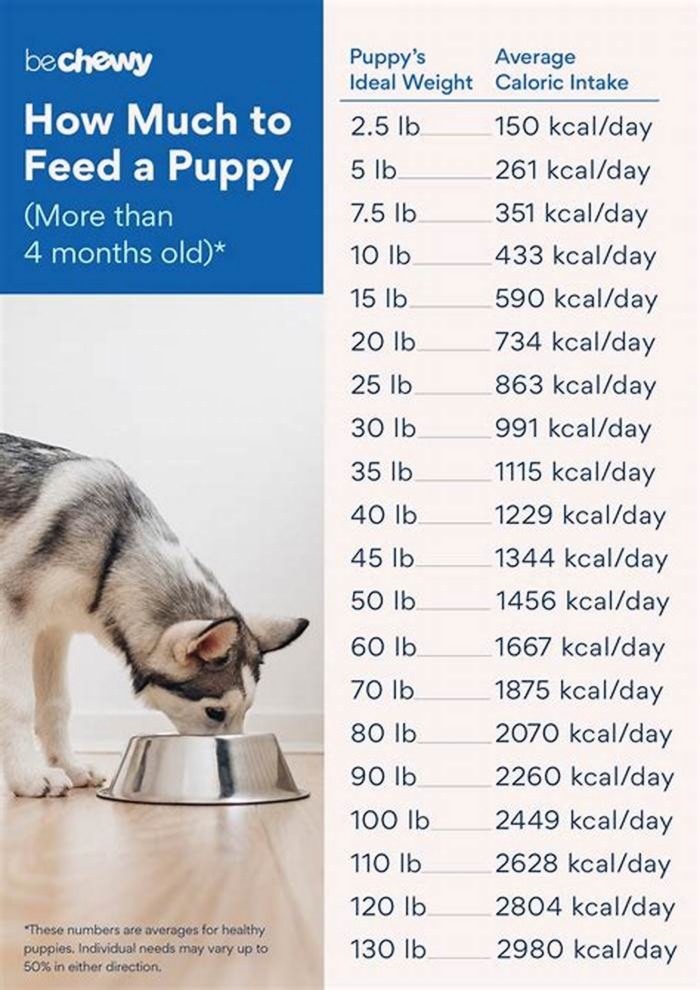 Is 4 cups a day too much for a puppy