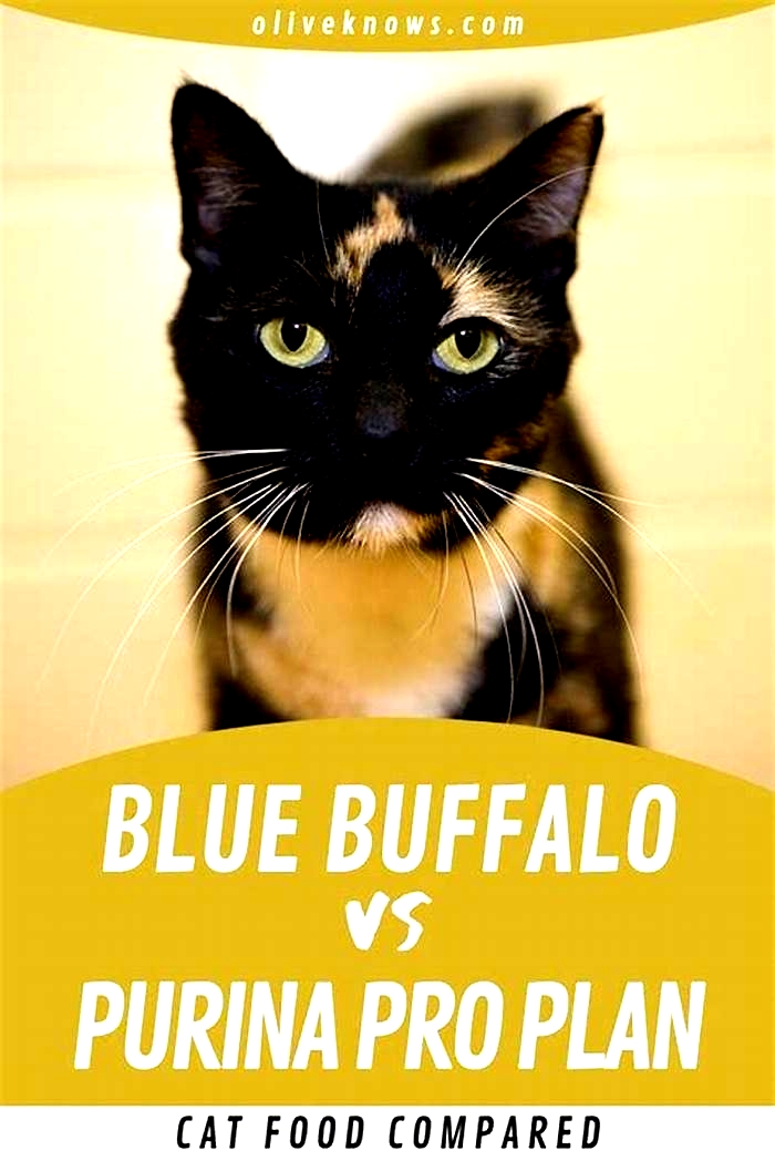 Is Blue Buffalo better than Purina for cats?