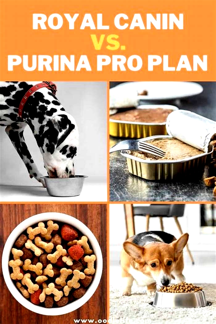 Is Purina better than Royal Canin