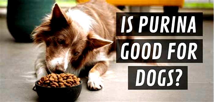 Is Purina good or not