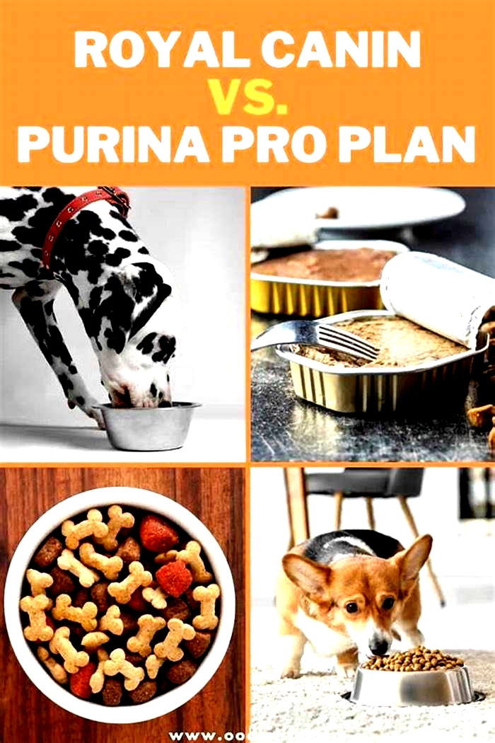 Is Royal Canin better than Purina