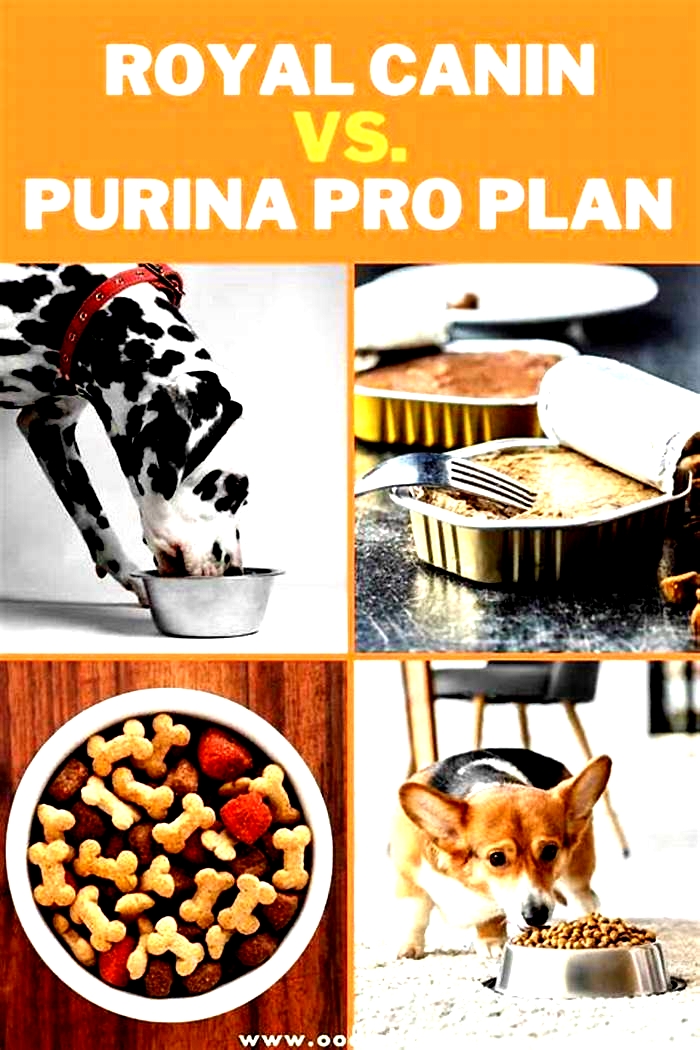 Is Royal Canin or Purina Pro Plan better?