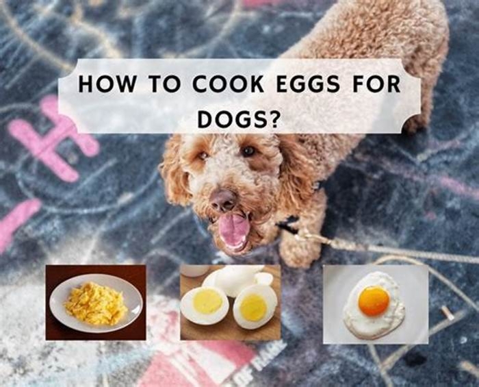 Is boiled egg good for Labrador?