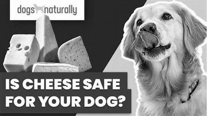 Is cheese good for dogs