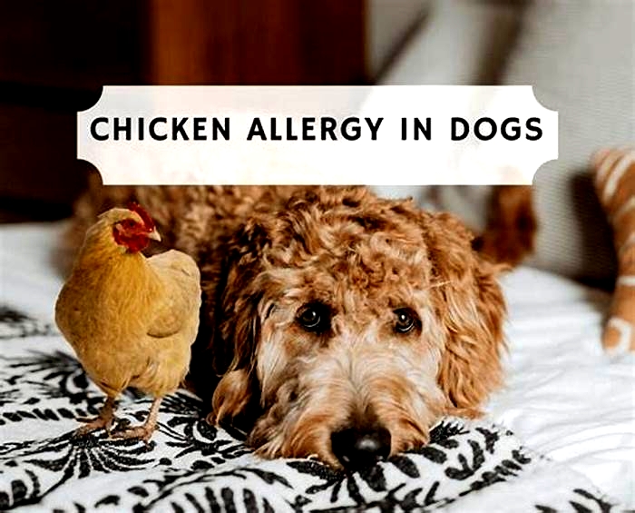 Is chicken everyday bad for dogs?