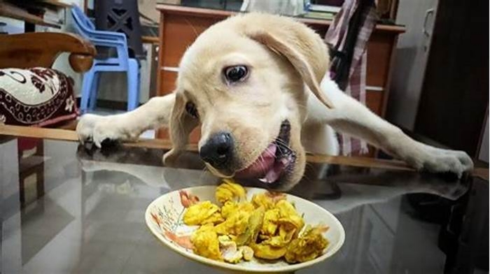 Is chicken good for Labrador dogs