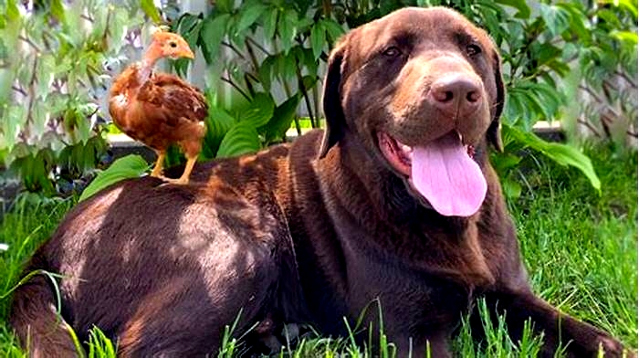 Is chicken good for Labrador?