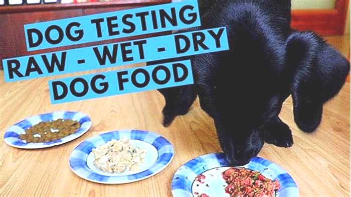 Is dry or wet food better for Labradors