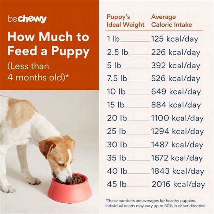 Is feeding a puppy 3 times a day enough?