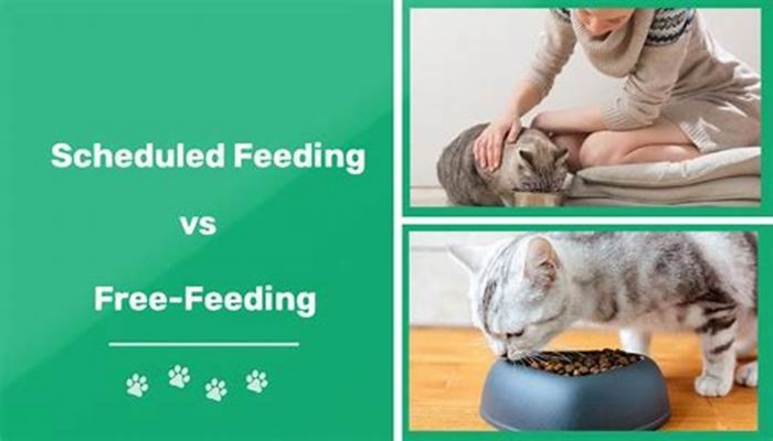 Is free feeding better than scheduled feeding cats?