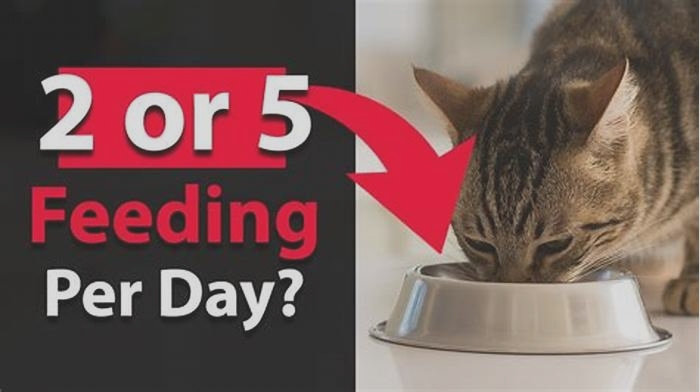 Is it OK to feed a cat once a day?