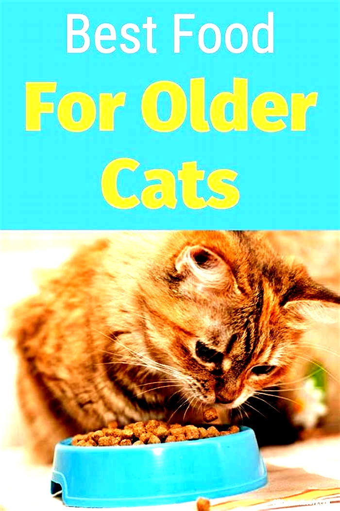 Is it OK to feed my cat senior cat food