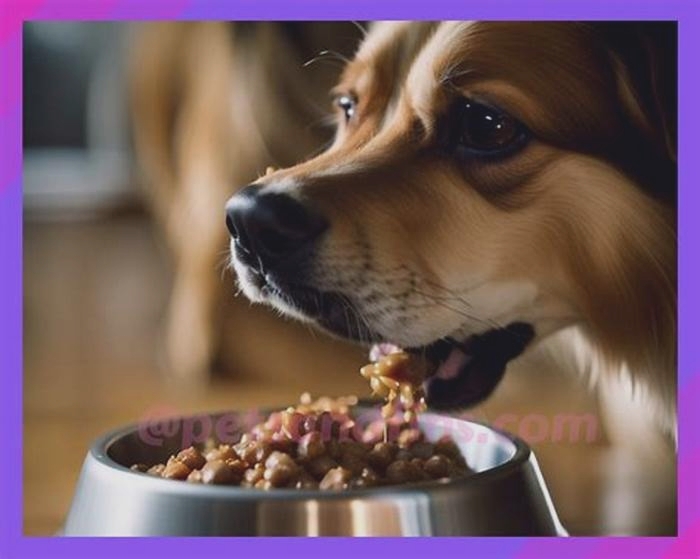 Is it OK to give a dog wet food everyday