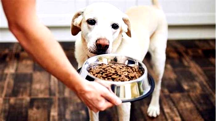 Is it okay to leave dry dog food out all day?