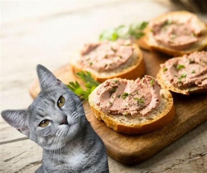 Is pate or gravy better for cats?