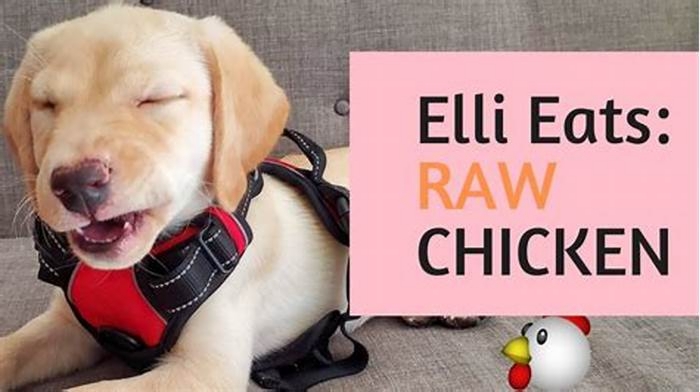 Is raw chicken good for Labrador?