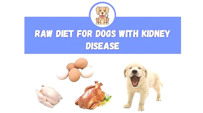 Is rice ok for dogs with kidney disease?