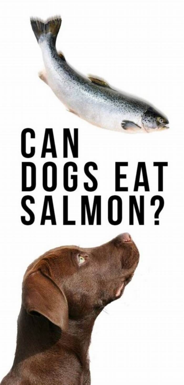 Is salmon better than meat for dogs?