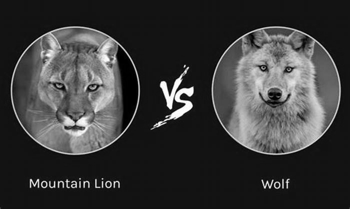 Is wolf better than Lion?