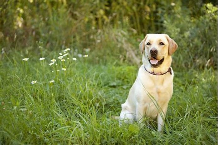 Should I brush my Labrador every day