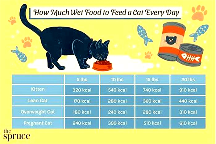 Should I feed my cat wet food once or twice a day?