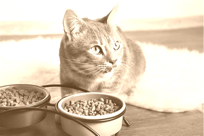 Should I leave dry food out for my cat all day?