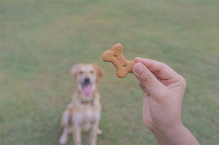 Should I throw away expired dog treats?