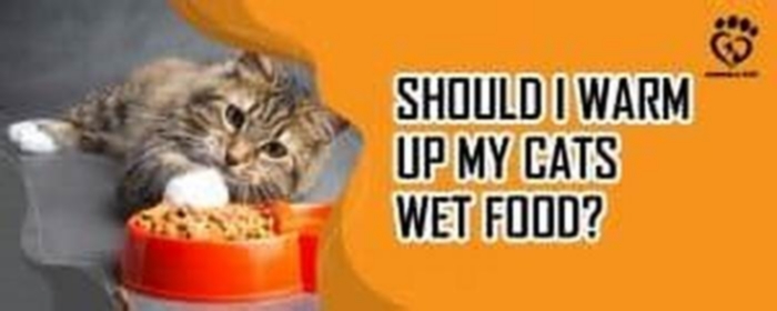 Should I warm up my cats wet food