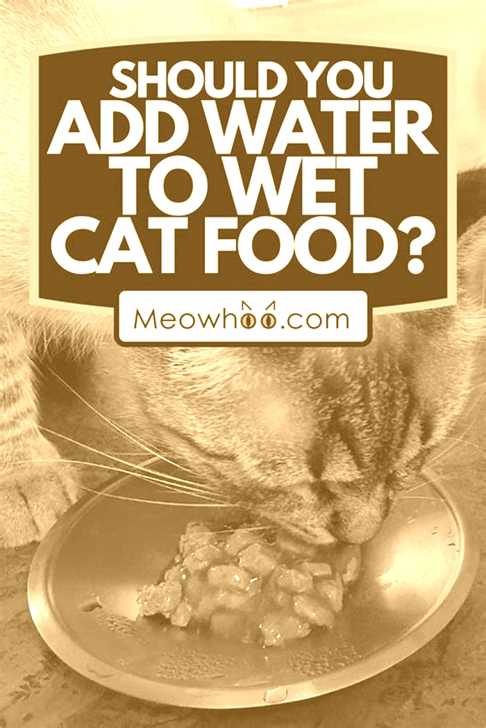 Should I water down my cats wet food?