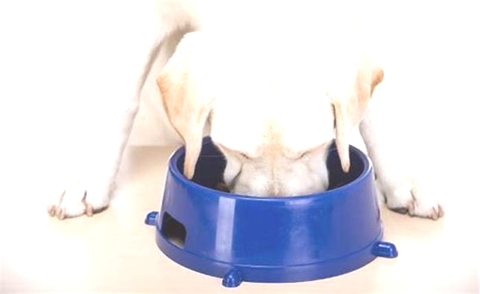 Should Labradors eat dry or wet food?