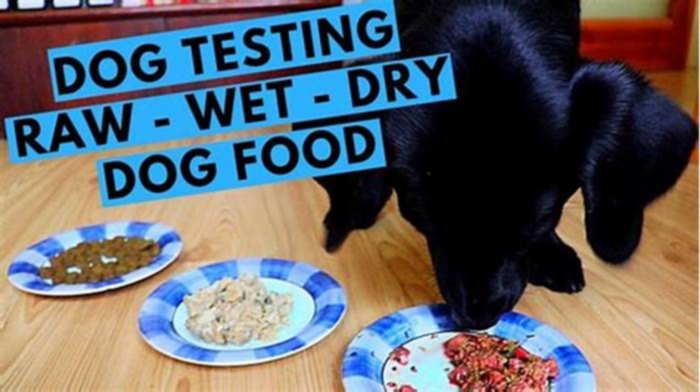 Should Labradors have wet or dry food?