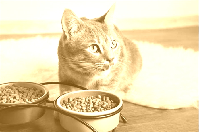 Should cats eat dry or wet food