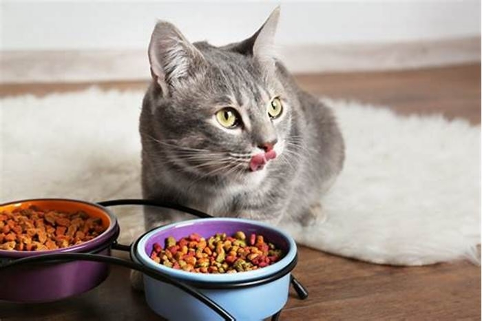 Should indoor cats eat wet or dry food