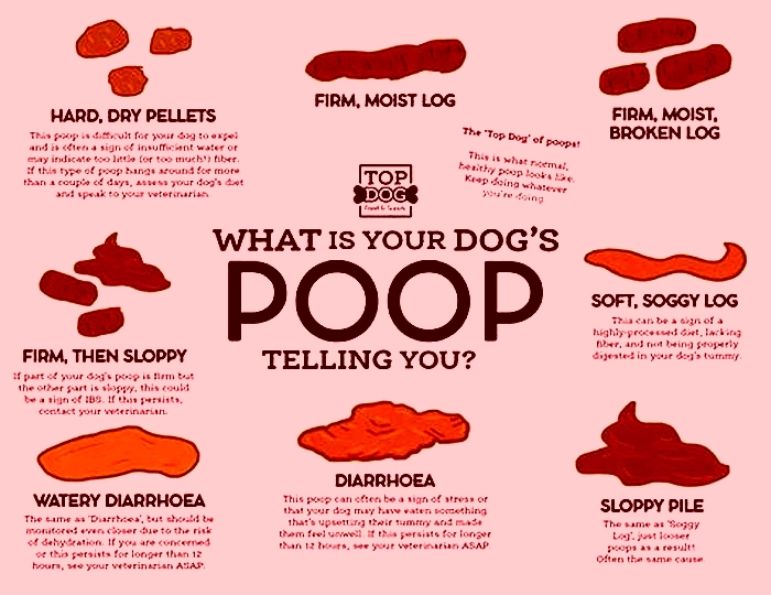 Should my puppy poop after every meal