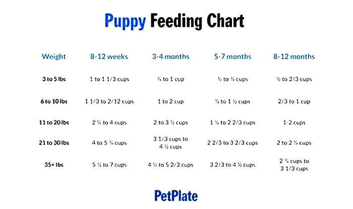 Should puppies have 3 meals a day?