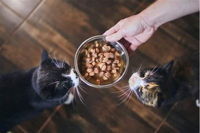 Should senior cats eat more wet food?