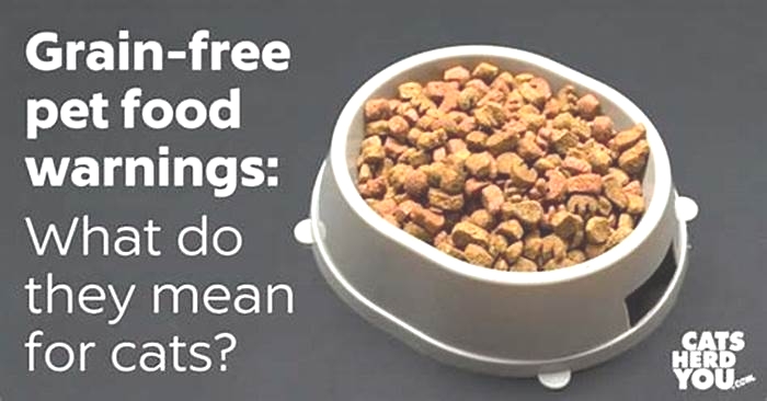 Should you avoid grains in cat food?