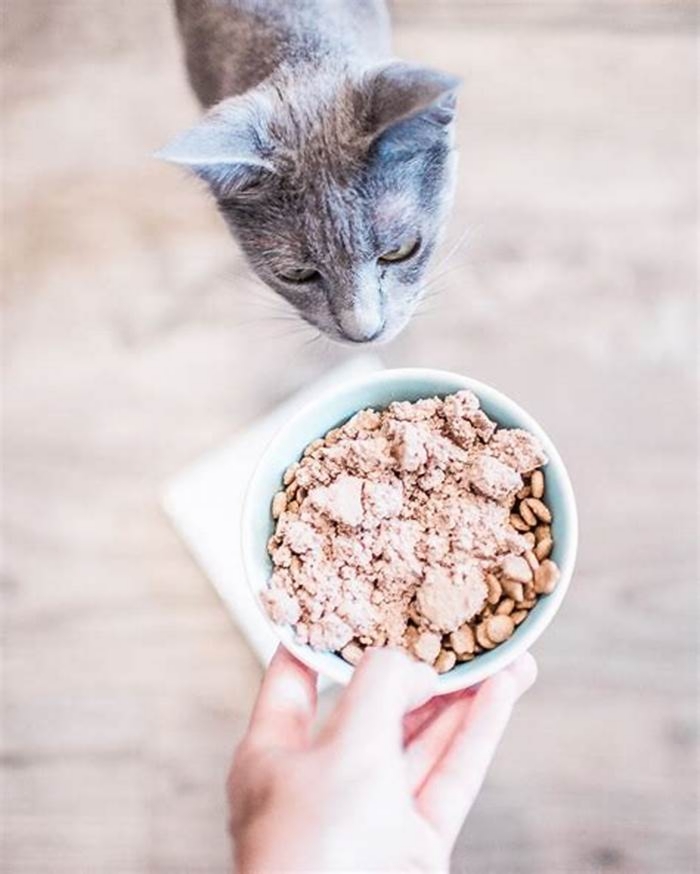 Should you mix wet and dry cat food?