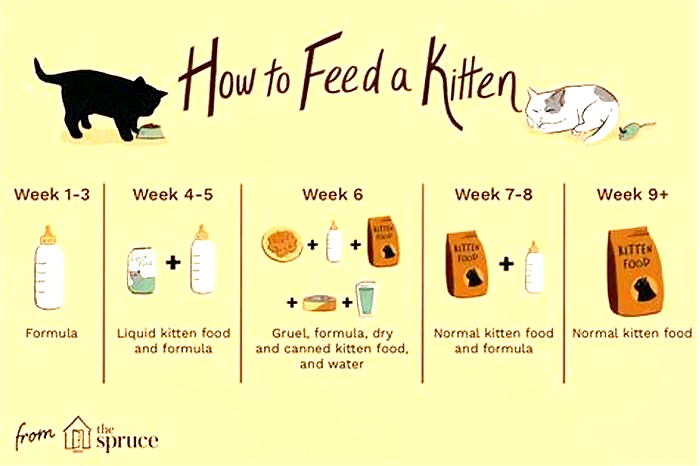 What can I feed my cat instead of wet cat food?