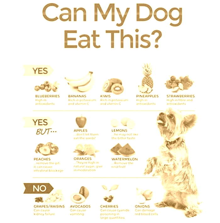 What dog should eat everyday