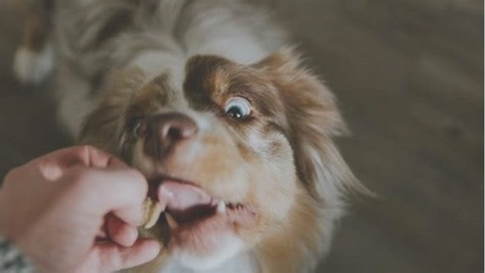 What dog treats brand accused of harming potentially killing dogs?