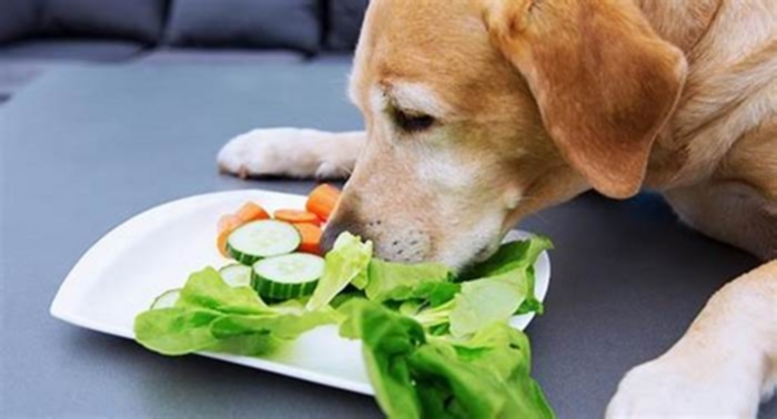 What food do Labradors love