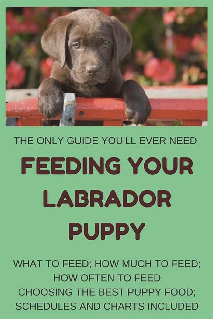 What food is best for a Labrador puppy?