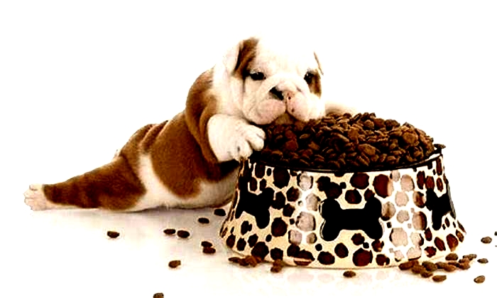 What food is best for puppies