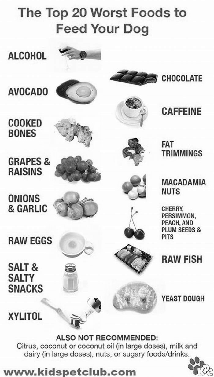 What food is not good for Labrador dog?