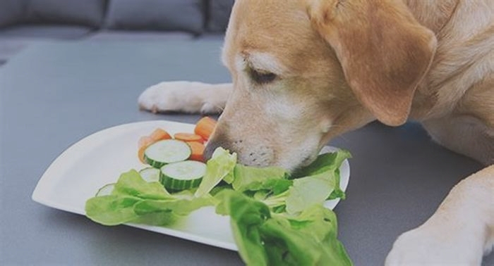 What foods can Labradors eat?