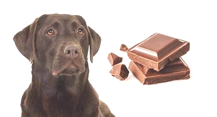 What foods can Labradors not eat