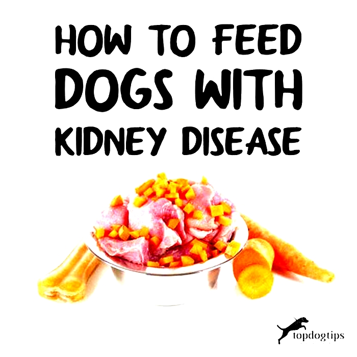 What foods cause kidney failure in dogs