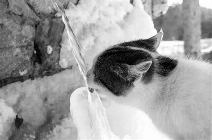 What happens when cats drink cold water?