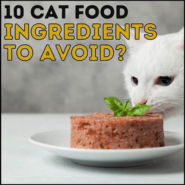 What ingredients should I avoid in cat food